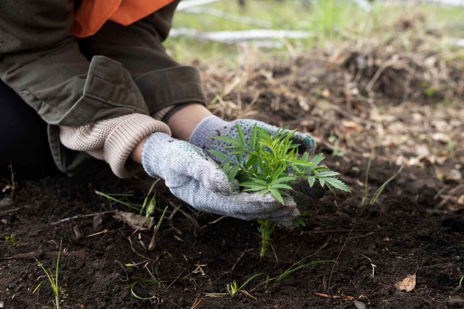 Bayfield, CO Tree Service Company